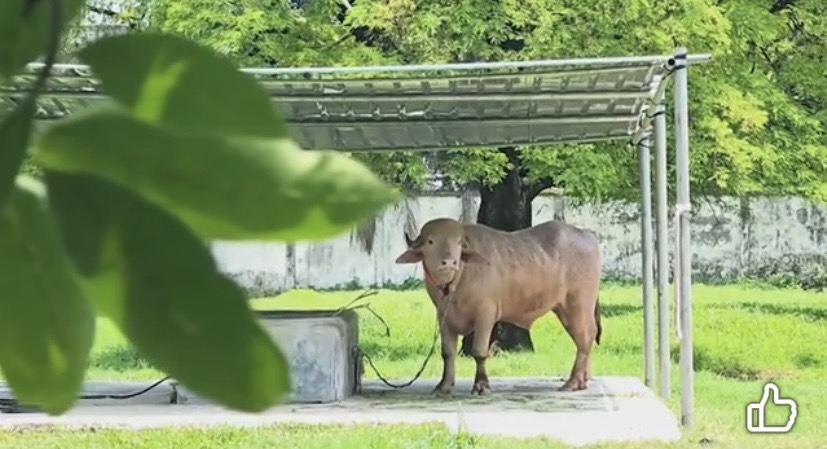 Albino buffalo named Donald Trump becomes sensation at popular zoo