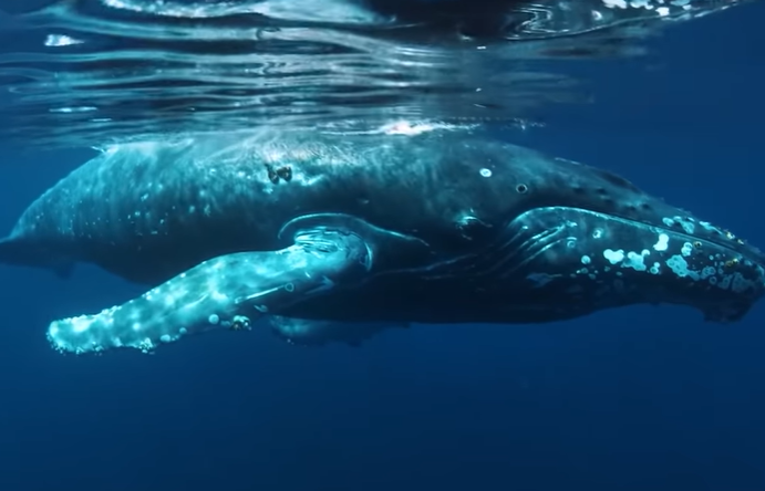 Deepest and most extensive whale graveyard discovered in Indian Ocean