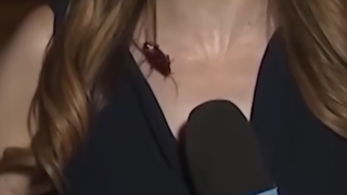 Reporter stays calm as giant flying cockroach crawls across her during live TV
