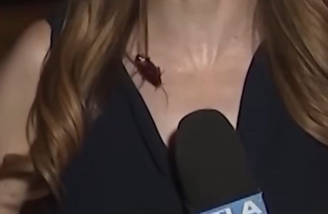 Reporter stays calm as giant flying cockroach crawls across her during live TV