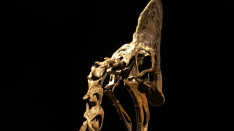 Rare dinosaur skeleton could fetch Ksh3.8B at auction