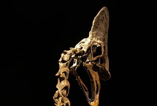 Rare dinosaur skeleton could fetch Ksh3.8B at auction