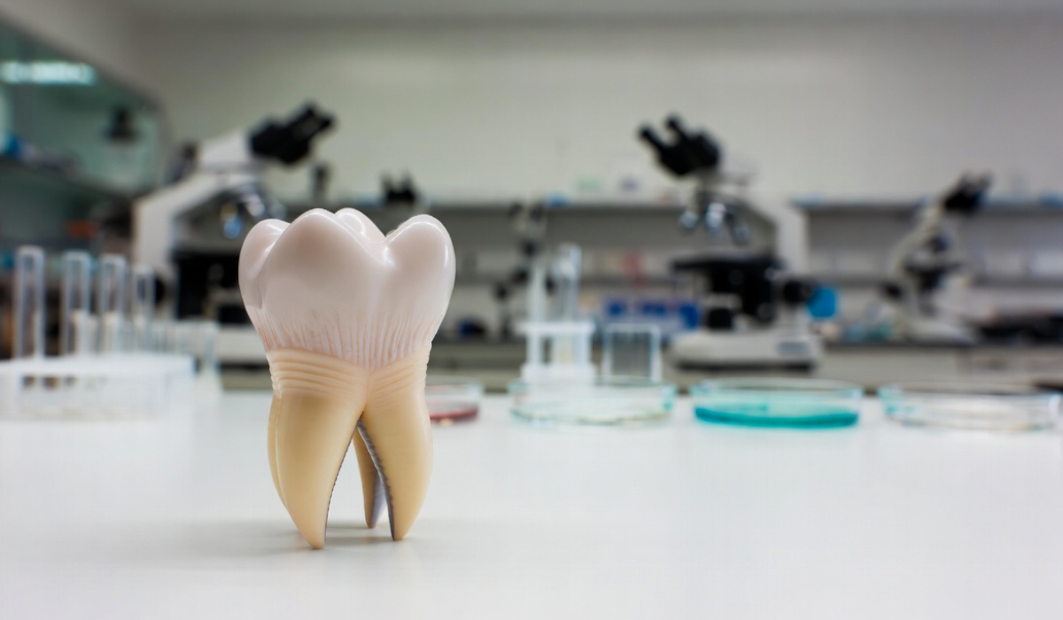 Lab-grown teeth could soon replace fillings and implants