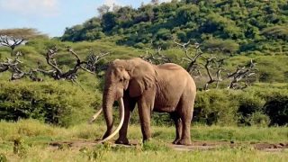 Iconic Amboseli elephant, One Ton Tusk dies