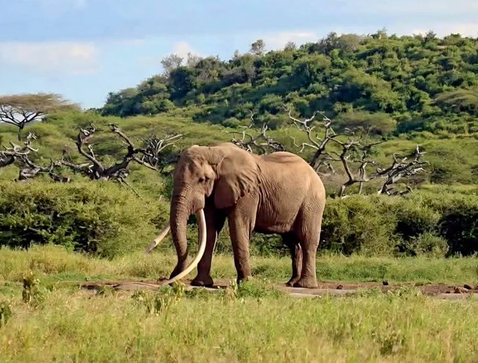 Iconic Amboseli elephant, One Ton Tusk dies