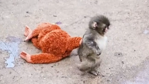 Viral monkey Punch marks first birthday with thousands of messages from fans
