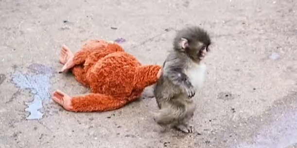 Viral monkey Punch marks first birthday with thousands of messages from fans