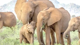 Why travellers and tourists prefer Amboseli National Park for elephant viewing