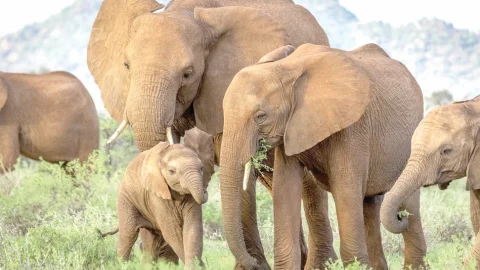 Elephants at the park. PHOTO/@KWS/X