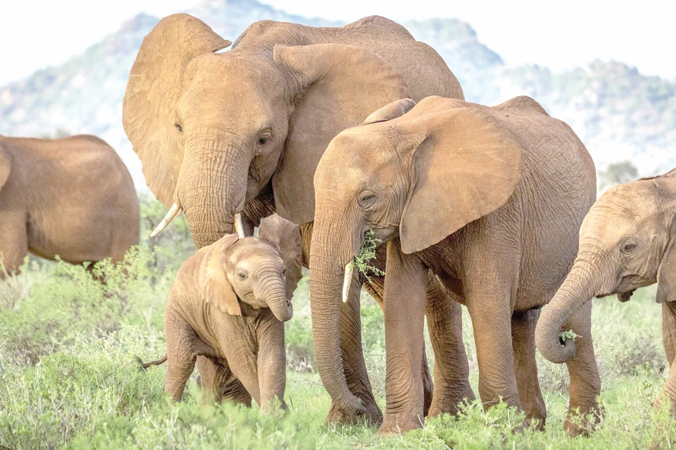Why travellers and tourists prefer Amboseli National Park for elephant viewing