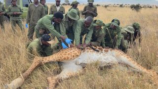 KWS rescues injured giraffe trapped in wire snare at Athi Kapiti Ranch