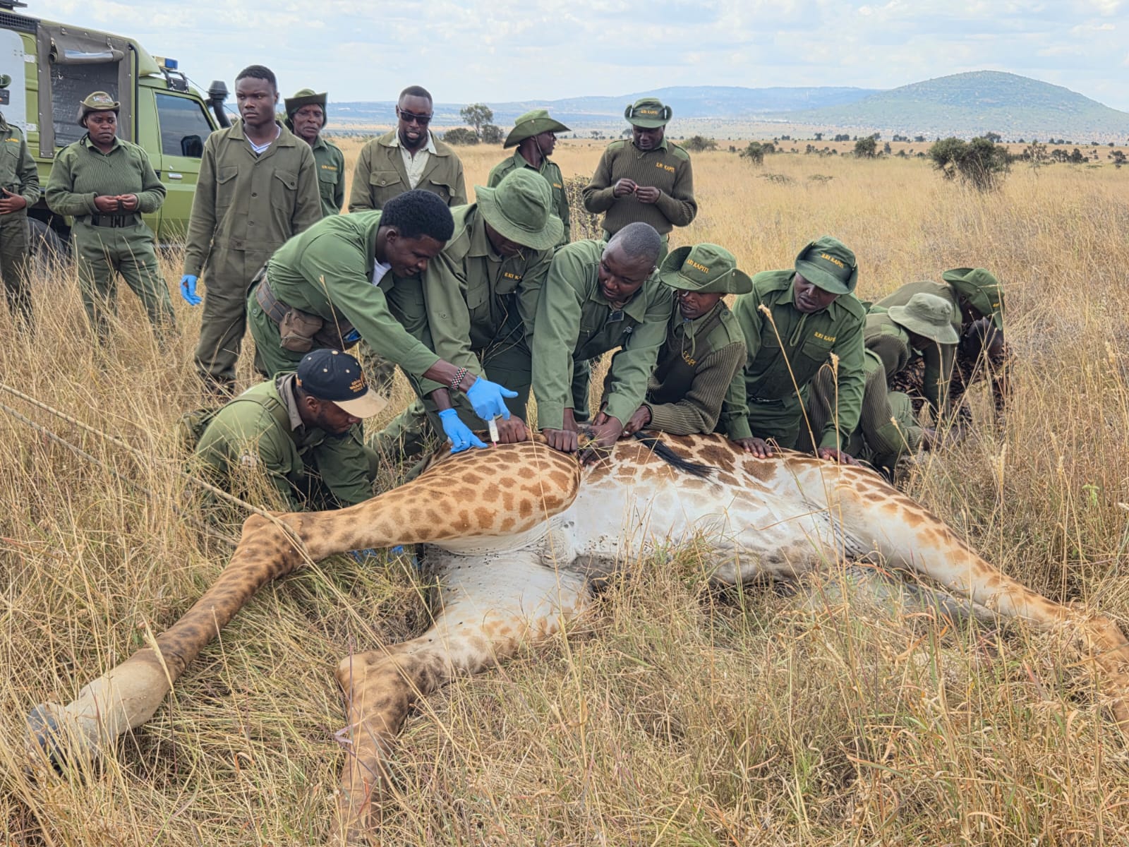 KWS rescues injured giraffe trapped in wire snare at Athi Kapiti Ranch
