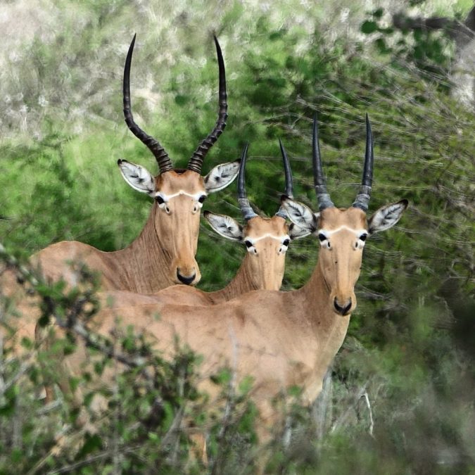 3 hirolas with the characteristic 'four eyes' showing. PHOTO/@CarmineWilding/X