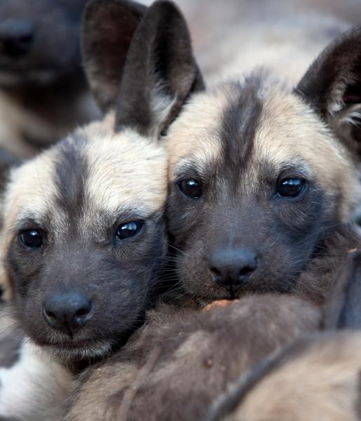 African Wild Dogs. PHOTO/@KWSKenyya/X
