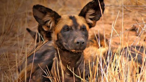 World African Wild Dog Day: 4 interesting facts about Kenya’s endangered predators