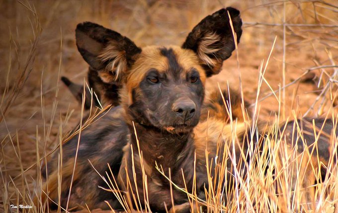 World African Wild Dog Day: 4 interesting facts about Kenya's endangered predators