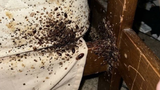 Bedbugs: How to get rid of the bloodsuckers and keep them out of your home