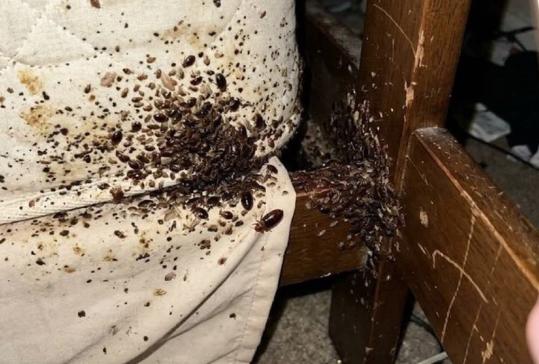 Bedbugs: How to get rid of the bloodsuckers and keep them out of your home