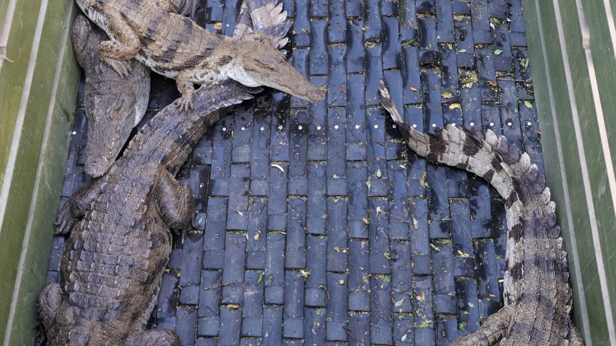 KWS relocates Lake Baringo crocodiles, shares key safety tips