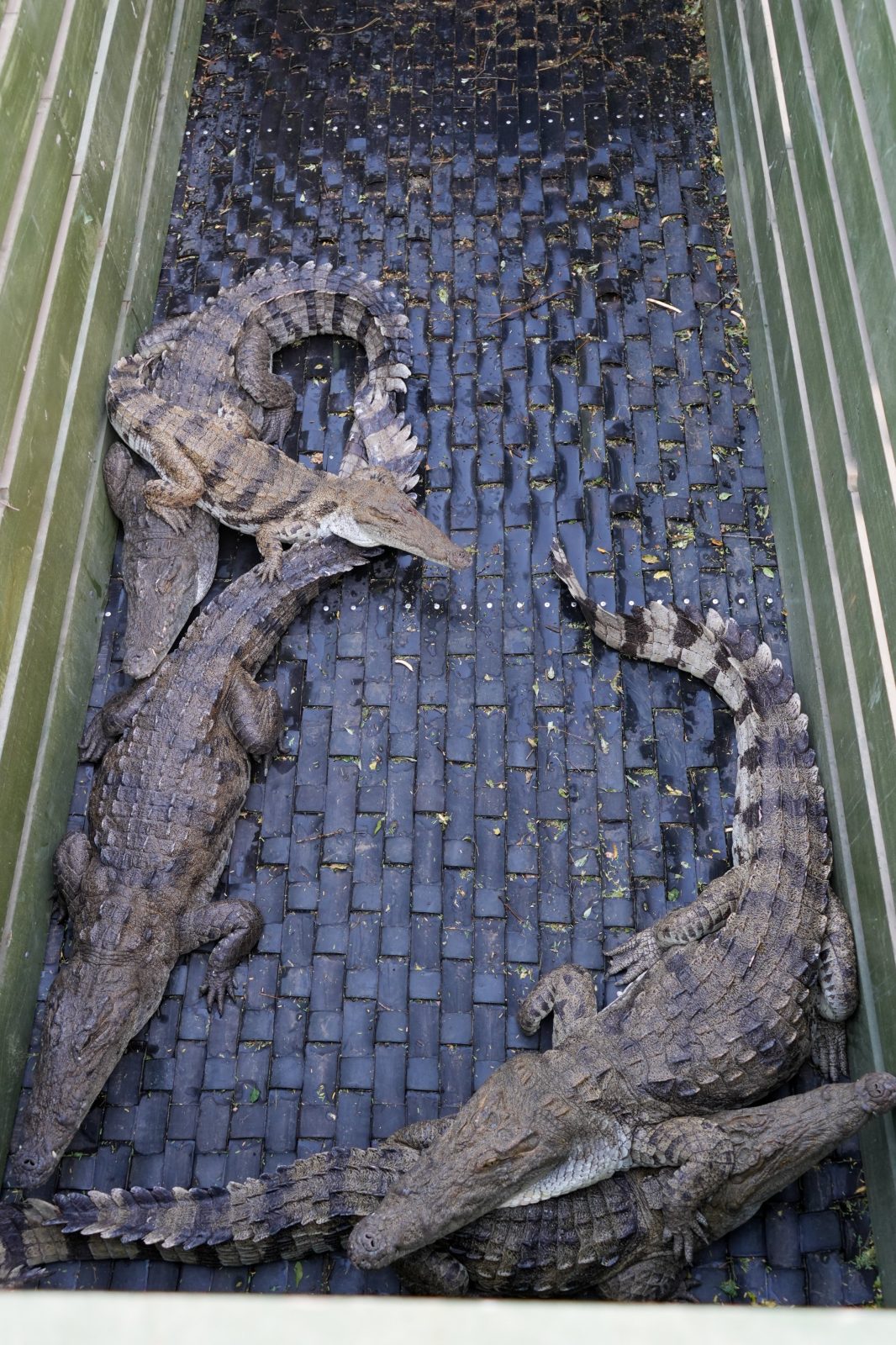 KWS relocates Lake Baringo crocodiles, shares key safety tips