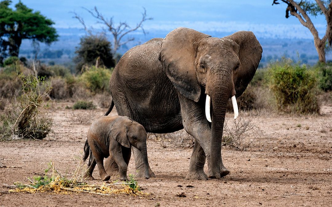 World Elephant Day: 4 mind-blowing facts about elephants
