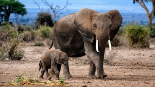 World Elephant Day: 4 mind-blowing facts about elephants