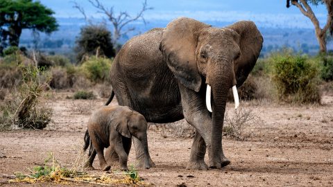 World Elephant Day: 4 mind-blowing facts about elephants