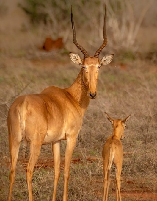 A hirola and its young one. PHOTO/@CarmineWilding/X