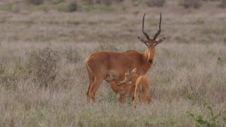 Fewer than 500 left: 5 facts about Kenya’s rare ‘four-eyed’ Hirola antelopes