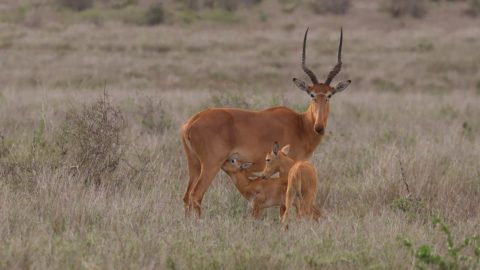 Fewer than 500 left: 5 facts about Kenya’s rare ‘four-eyed’ Hirola antelopes