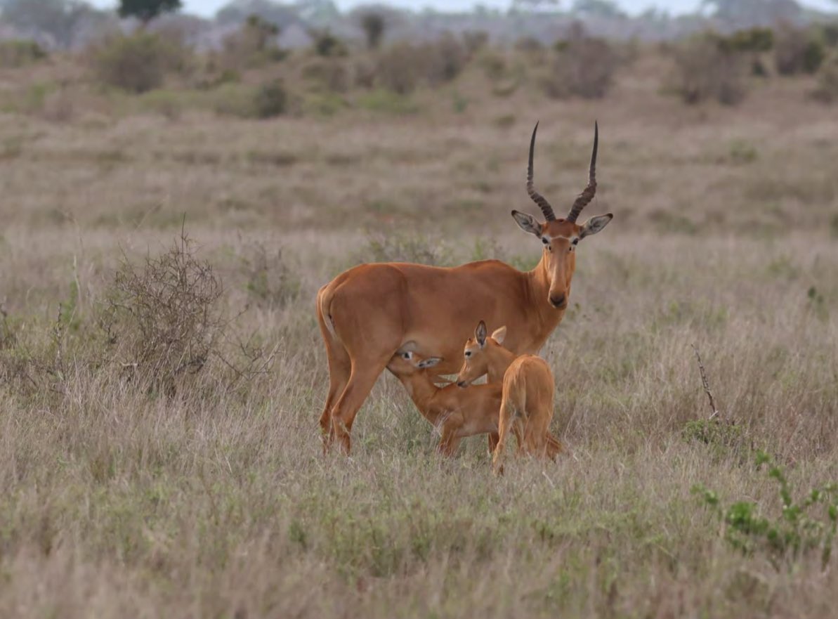 Fewer than 500 left: 5 facts about Kenya’s rare ‘four-eyed’ Hirola antelopes