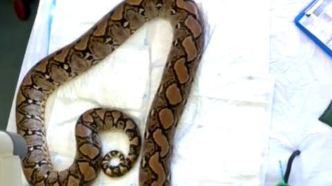 Python named Jodie Foster first snake to receive pioneering cancer treatment
