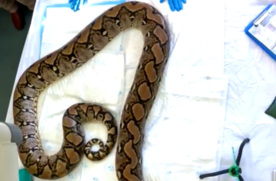 Python named Jodie Foster first snake to receive pioneering cancer treatment
