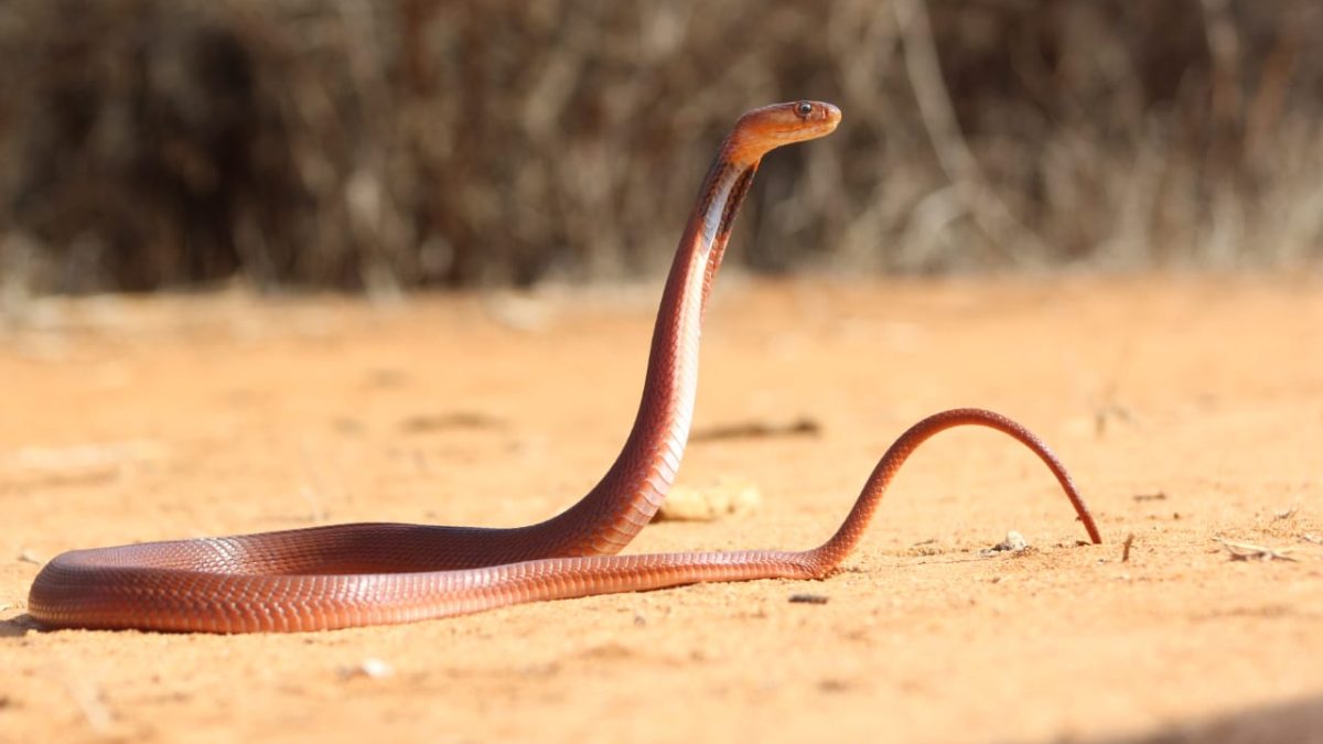 Taita Taveta snakebite survivors demand financial compensation