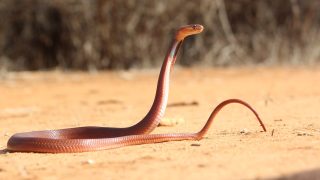 Taita Taveta snakebite survivors demand financial compensation