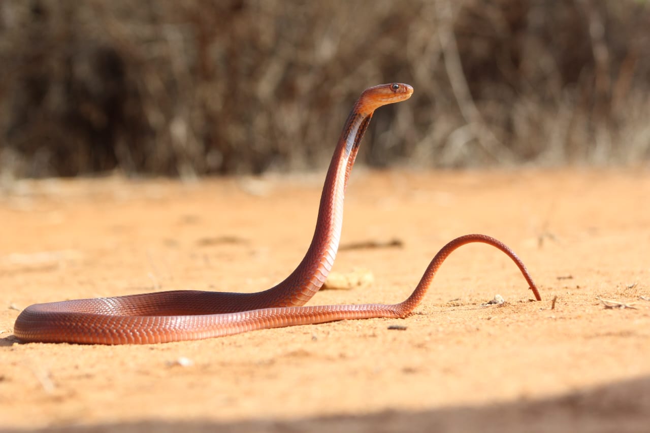 Taita Taveta snakebite survivors demand financial compensation