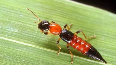 Nairobi fly: What it is and what to do immediately when it touches your skin