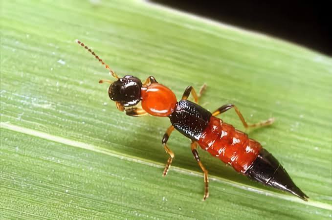 Nairobi fly: What it is and what to do immediately when it touches your skin