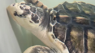 Rare turtle to be sent back home in 5,000-mile incredibly emotional trip