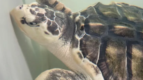 Rare turtle to be sent back home in 5,000-mile incredibly emotional trip