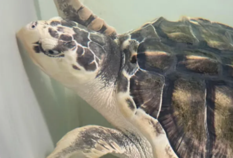 Rare turtle to be sent back home in 5,000-mile incredibly emotional trip