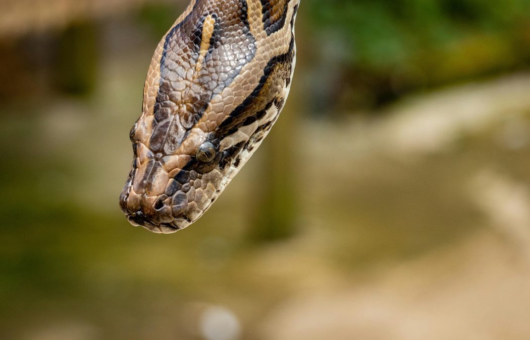 A venomous snake. 