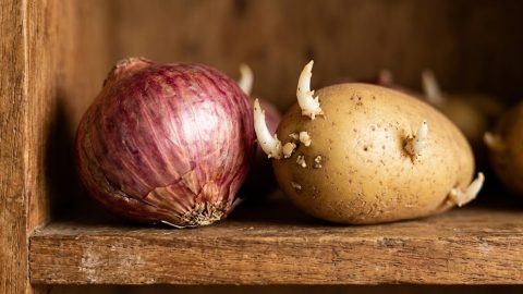 Why storing potatoes near onions makes them sprout faster