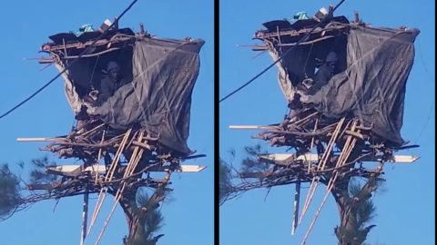 Mosiria seeks help to rescue another man living on a tree