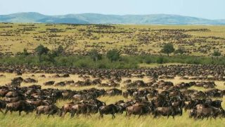 A costlier Mara experience: What tourists and Kenya stand to gain