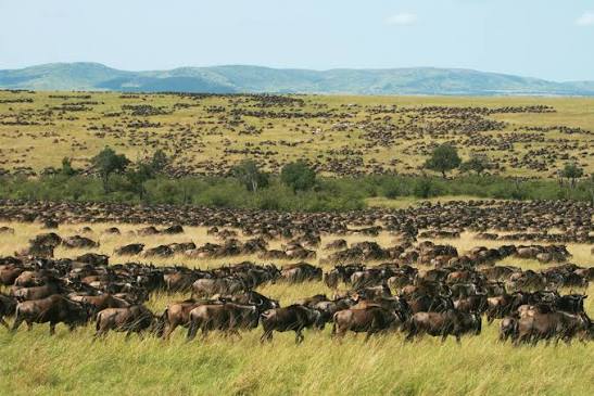 A costlier Mara experience: What tourists and Kenya stand to gain