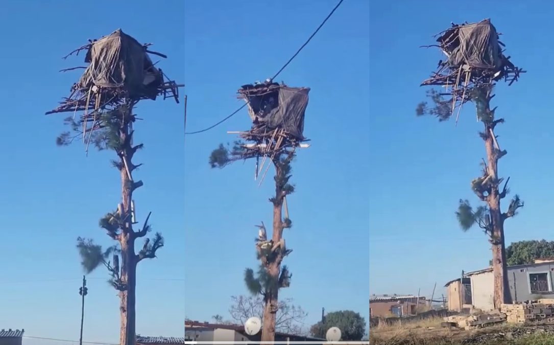 makeshift structure built on top of a tree