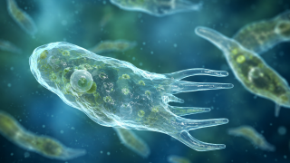 Teen dies from rare infection caused by brain-eating amoeba