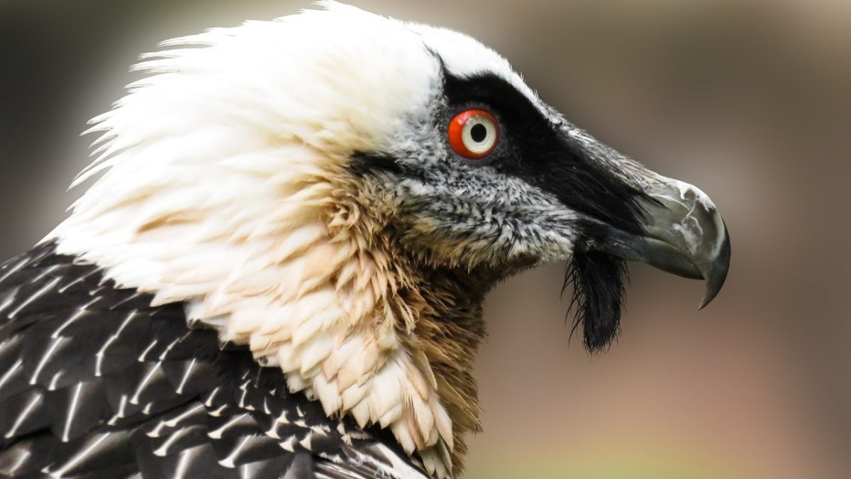 World Vulture Day: 4 facts about Kenya’s 8 vulture species and why they matter
