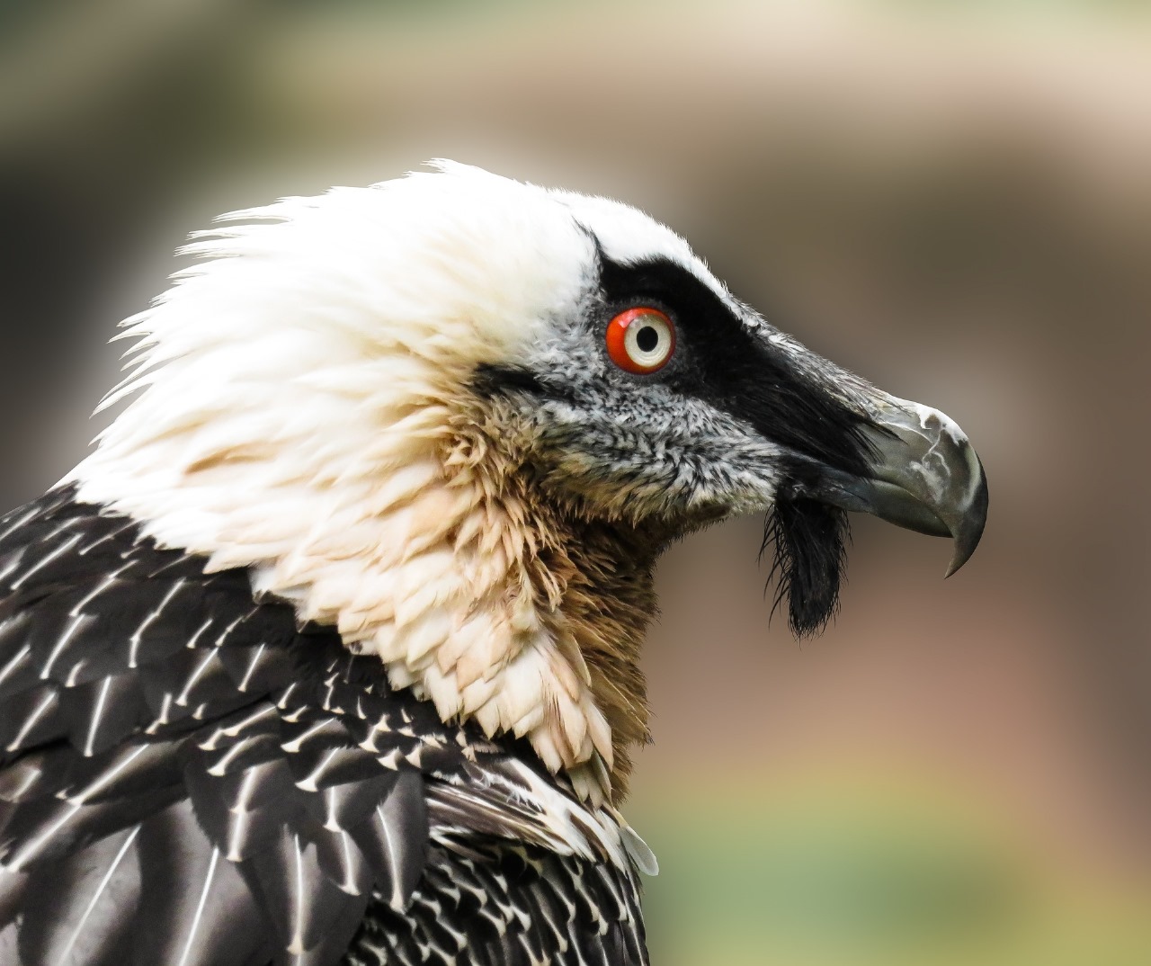 World Vulture Day: 4 facts about Kenya's 8 vulture species and why they matter